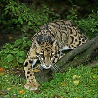 Clouded Leopard - Neofelis Nebulosa (1q)